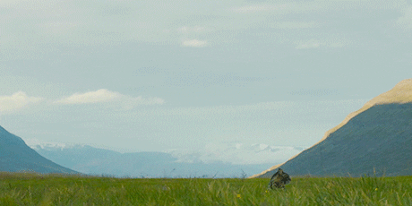 Cat Country by A24